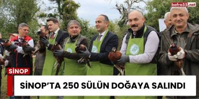Sinop’ta 250 Sülün Doğaya Salındı