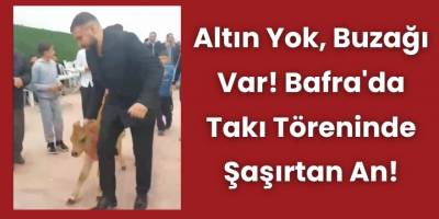 Altın Yok, Buzağı Var! Bafra'da Takı Töreninde Şaşırtan An!