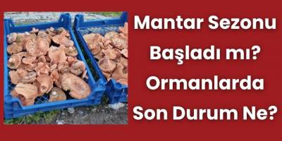 Mantar Sezonu Başladı mı? Ormanlarda Son Durum Ne?