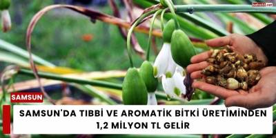 Samsun'da Tıbbi ve aromatik bitki üretiminden 1,2 milyon TL gelir