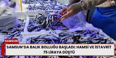 Samsun’da Balık Bolluğu Başladı: Hamsi ve İstavrit 75 Liraya Düştü