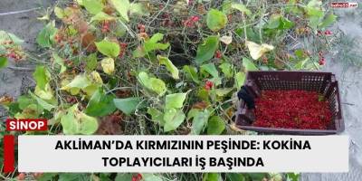 Akliman’da Kırmızının Peşinde: Kokina Toplayıcıları İş Başında