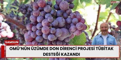 OMÜ’nün Üzümde Don Direnci Projesi TÜBİTAK Desteği Kazandı