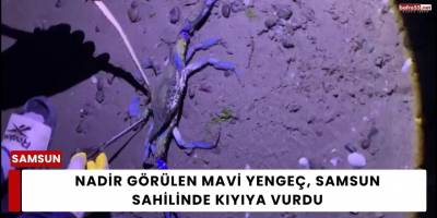 Nadir Görülen Mavi Yengeç, Samsun Sahilinde Kıyıya Vurdu