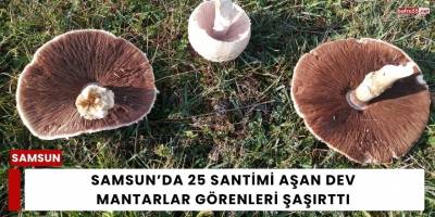 Samsun’da 25 Santimi Aşan Dev Mantarlar Görenleri Şaşırttı