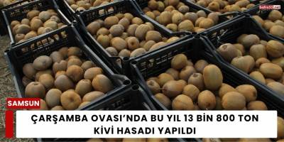 Çarşamba Ovası’nda Bu Yıl 13 Bin 800 Ton Kivi Hasadı Yapıldı