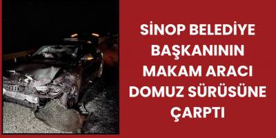 Sinop Belediye Başkanının Makam Aracı Domuz Sürüsüne Çarptı