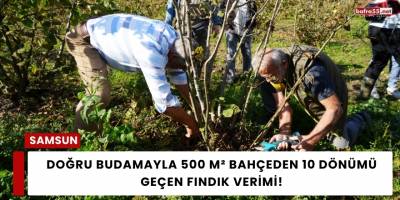 Doğru Budamayla 500 m² Bahçeden 10 Dönümü Geçen Fındık Verimi!