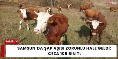 Samsun’da Şap Aşısı Zorunlu Hale Geldi: Ceza 105 Bin TL