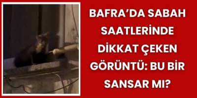 Bafra’da Sabah Saatlerinde Dikkat Çeken Görüntü: Bu Bir Sansar mı?