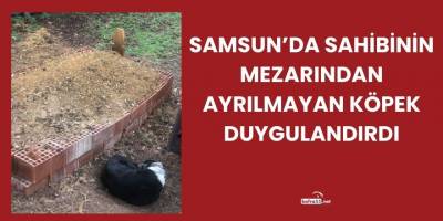 Samsun’da Sahibinin Mezarından Ayrılmayan Köpek Duygulandırdı