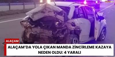 Alaçam’da Yola Çıkan Manda Zincirleme Kazaya Neden Oldu: 4 Yaralı