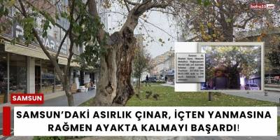 Samsun’daki Asırlık Çınar, İçten Yanmasına Rağmen Ayakta Kalmayı Başardı