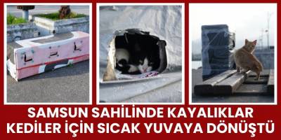 Samsun Sahilinde Kayalıklar Kediler İçin Sıcak Yuvaya Dönüştü