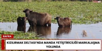 Kızılırmak Deltası’nda Manda Yetiştiriciliği Markalaşma Yolunda