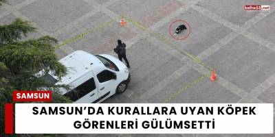 Samsun’da Kurallara Uyan Köpek Görenleri Gülümsetti