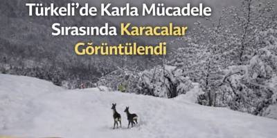 Türkeli’de Karla Mücadele Sırasında Karacalar Görüntülendi