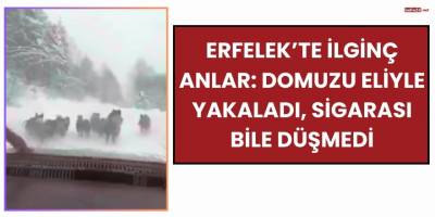 Erfelek’te İlginç Anlar: Domuzu Eliyle Yakaladı, Sigarası Bile Düşmedi