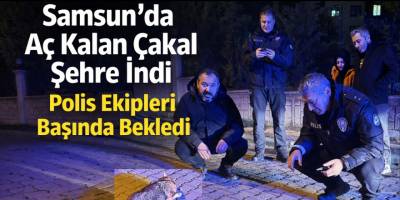 Samsun’da Aç Kalan Çakal Şehre İndi: Polis Ekipleri Başında Bekledi