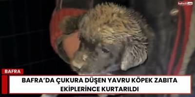 Bafra’da Çukura Düşen Yavru Köpek Zabıta Ekiplerince Kurtarıldı