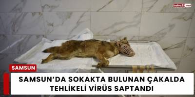 Samsun’da Sokakta Bulunan Çakalda Tehlikeli Virüs Saptandı