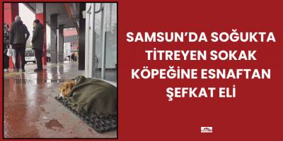 Samsun’da Soğukta Titreyen Sokak Köpeğine Esnaftan Şefkat Eli