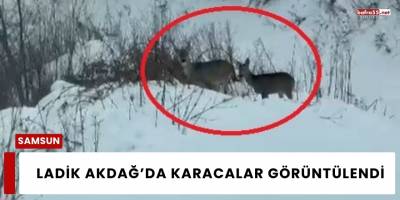 Ladik Akdağ’da Karacalar Görüntülendi