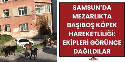 Samsun’da Mezarlıkta Başıboş Köpek Hareketliliği: Ekipleri Görünce Dağıldılar
