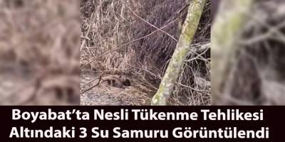 Boyabat’ta Nesli Tükenme Tehlikesi Altındaki 3 Su Samuru Görüntülendi