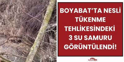 Boyabat’ta Nesli Tükenme Tehlikesindeki 3 Su Samuru Görüntülendi