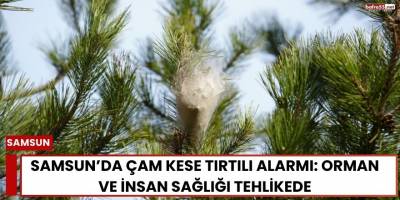 Samsun’da Çam Kese Tırtılı Alarmı: Orman ve İnsan Sağlığı Tehlikede
