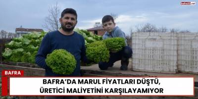 Bafra’da Marul Fiyatları Düştü, Üretici Maliyetini Karşılayamıyor