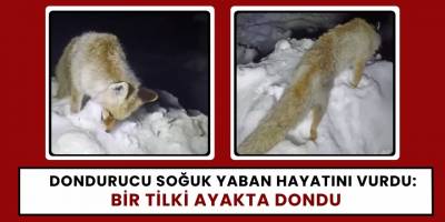 Dondurucu Soğuk Yaban Hayatını Vurdu: Bir Tilki Ayakta Dondu