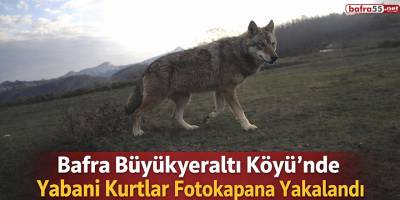 Bafra’da Yabani Kurtlar Görüntülendi