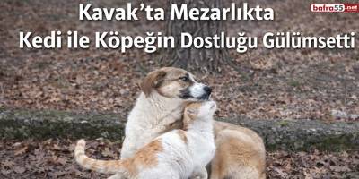 Kavak’ta Mezarlıkta Kedi ile Köpeğin Dostluğu Gülümsetti
