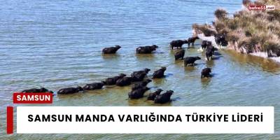 Samsun Manda Varlığında Türkiye Lideri
