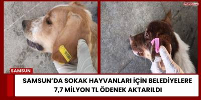 Samsun’da Sokak Hayvanları İçin Belediyelere 7,7 Milyon TL Ödenek Aktarıldı