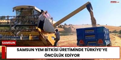 Samsun Yem Bitkisi Üretiminde Türkiye’ye Öncülük Ediyor