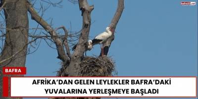 Afrika’dan Gelen Leylekler Bafra’daki Yuvalarına Yerleşmeye Başladı