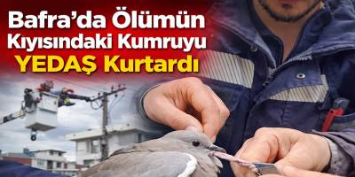 Bafra’da Tellere Takılan Kumruyu YEDAŞ Ekipleri Kurtardı