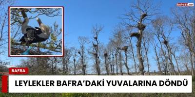 Leylekler Bafra’daki Yuvalarına Döndü