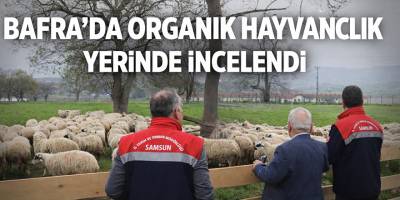Bafra’da organik hayvancılığa yerinde inceleme