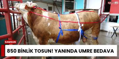 850 Binlik Tosun! Yanında Umre Bedava