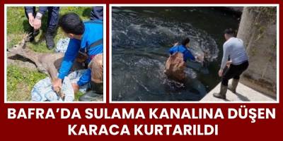 Bafra’da Sulama Kanalına Düşen Karaca Kurtarıldı