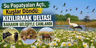 Su Papatyaları Açtı, Kuşlar Döndü: Kızılırmak Deltası Baharın Gelişiyle Canlandı