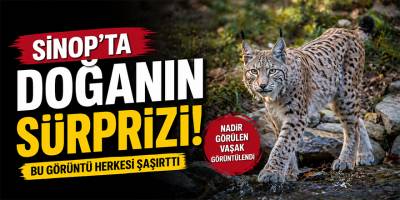 Sinop’ta Doğanın Sürprizi: Bu Görüntü Herkesi Şaşırttı