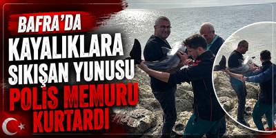 Bafra’da Kayalıklara Sıkışan Yunusu Polis Memuru Kurtardı