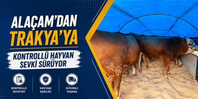 Alaçam’dan Trakya’ya Kontrollü Hayvan Sevki Sürüyor