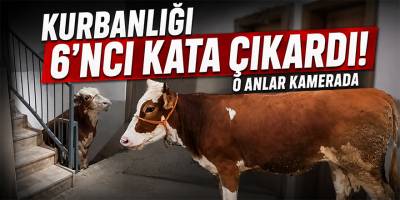 Kurbanlığı 6’ncı Kata Çıkardı! O Anlar Kamerada