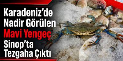 Karadeniz’de Nadir Görülen Mavi Yengeç Sinop’ta Tezgaha Çıktı